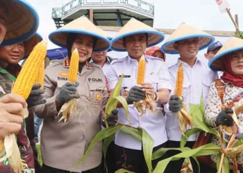 Panen Raya Jagung Memuaskan, Pemkab Cirebon Siap Sediakan Ratusan Hektare Lahan