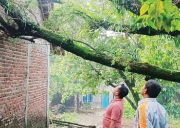 Pohon Tumbang di Cirebon, Pohon Asem Timpa Rumah Warga Desa Penpen