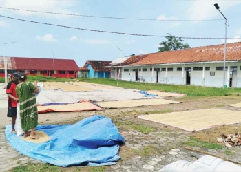 Bulog Cirebon Serap 100.000 Ton Gabah Petani