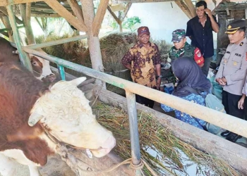 Distan Kabupaten Cirebon Periksa Kesehatan 12.214 Hewan Kurban