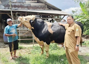 Presiden Prabowo Titipkan Hewan Kurban Sapi di Masjid Agung Sumber Cirebon Seberat 1,2 Ton