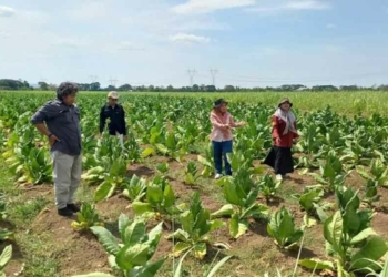 Distan Kembali Bangkitkan Minat Petani Cirebon Tanam Tembakau