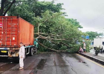 Truk Kontainer Tertimpa Pohon Tumbang di Cirebon