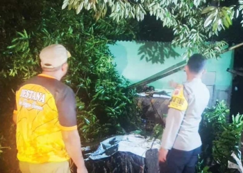 Pohon Tumbang Timpa Dua Rumah di Kerandon Cirebon