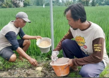 Tanaman Padi di Cirebon Dirusak Tikus